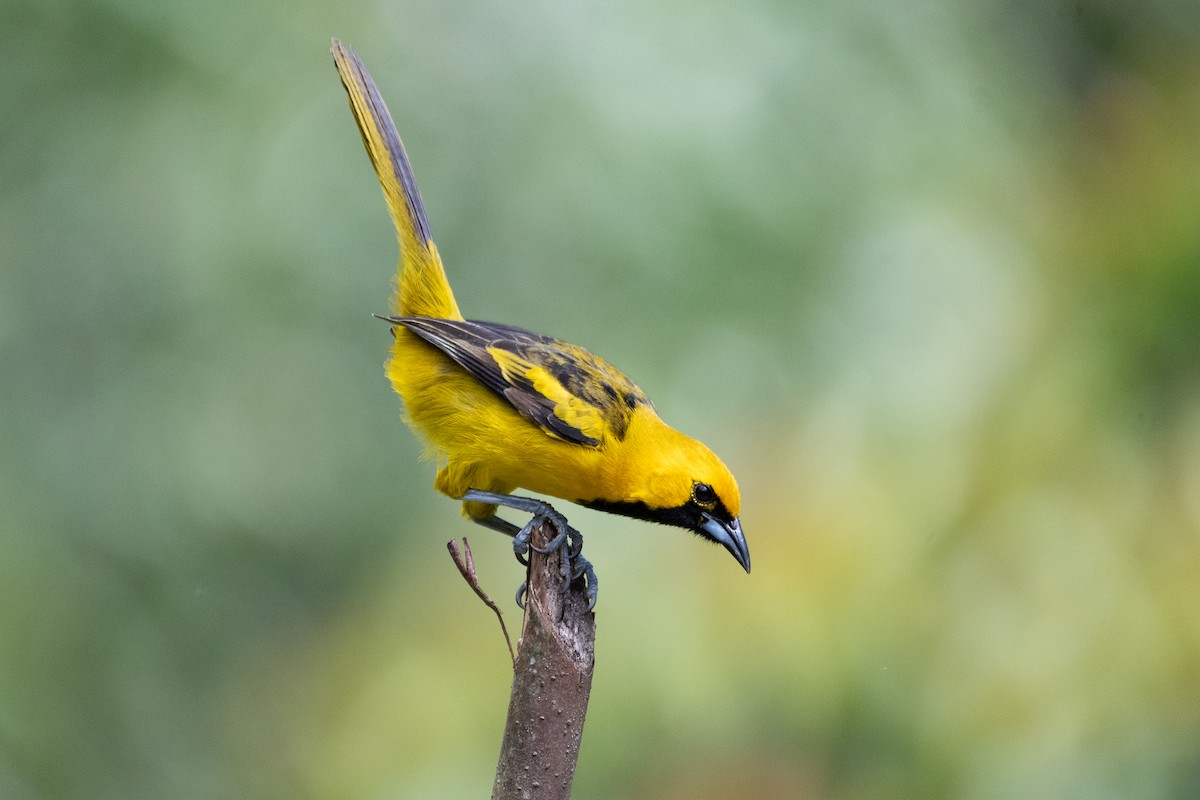 Yellow-tailed Oriole - ML619916718