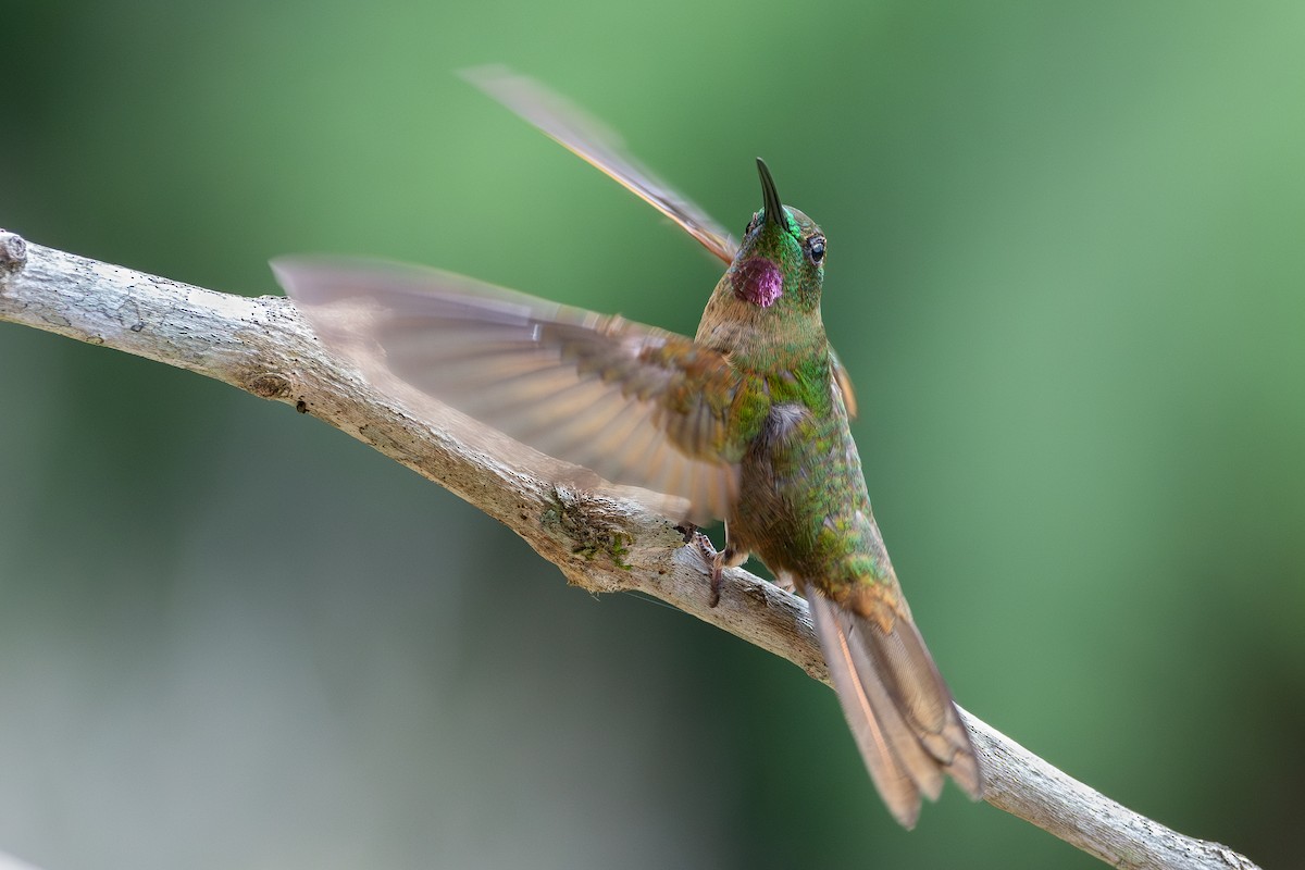 kolibřík hnědobřichý - ML619916719