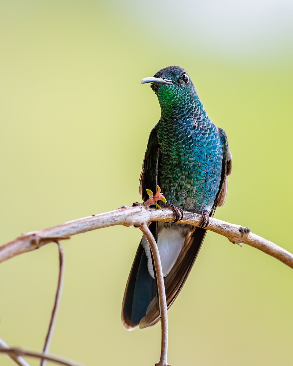 Colibrí de Buffon - ML619916723