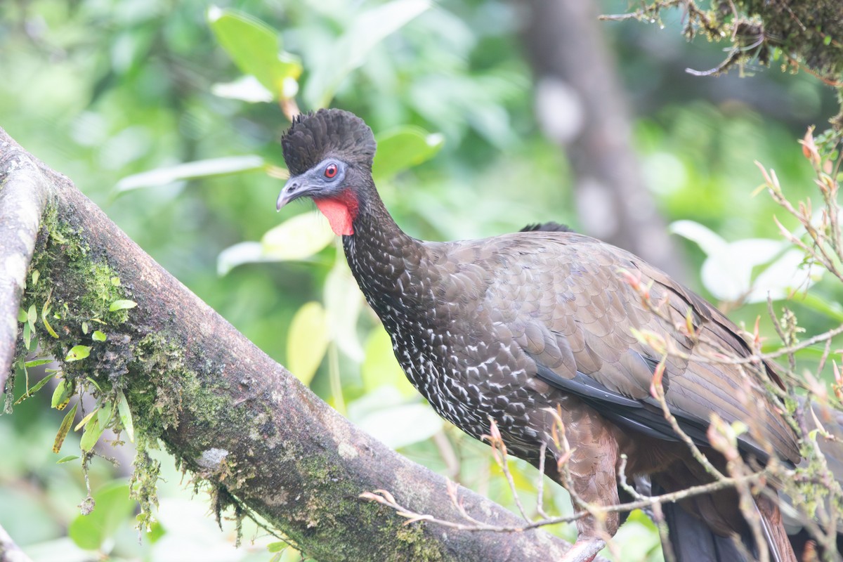 Crested Guan - ML619916741