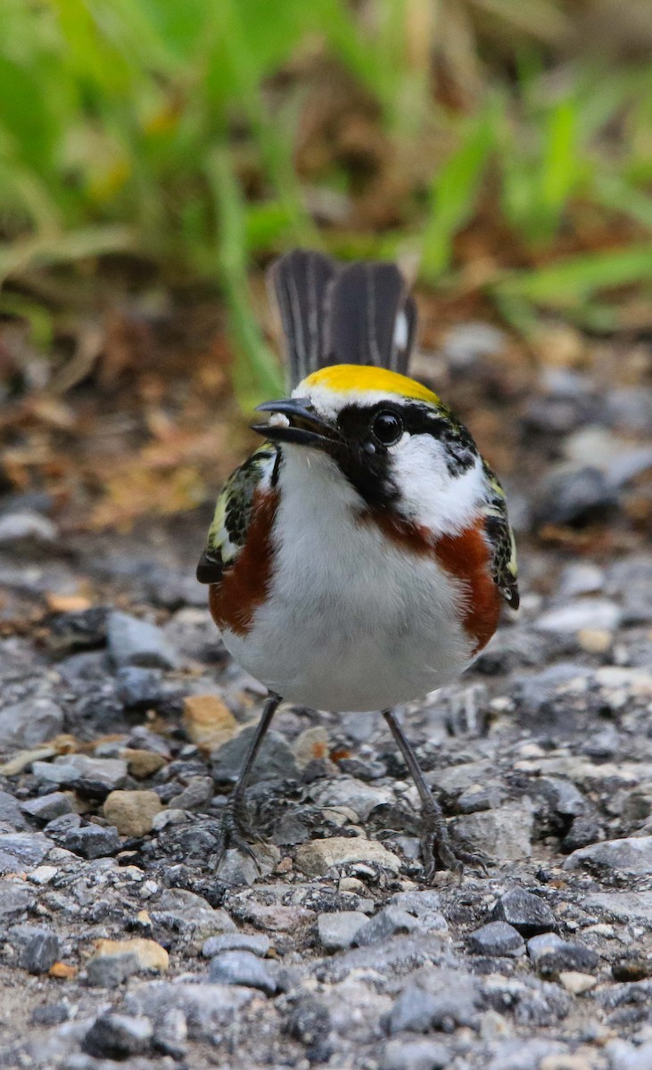 Chestnut-sided Warbler - ML619916743