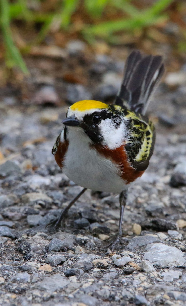 Chestnut-sided Warbler - ML619916746