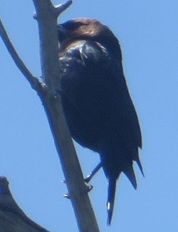 Brown-headed Cowbird - ML619916765