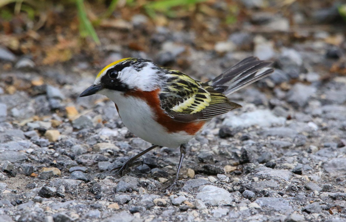 Chestnut-sided Warbler - ML619916768