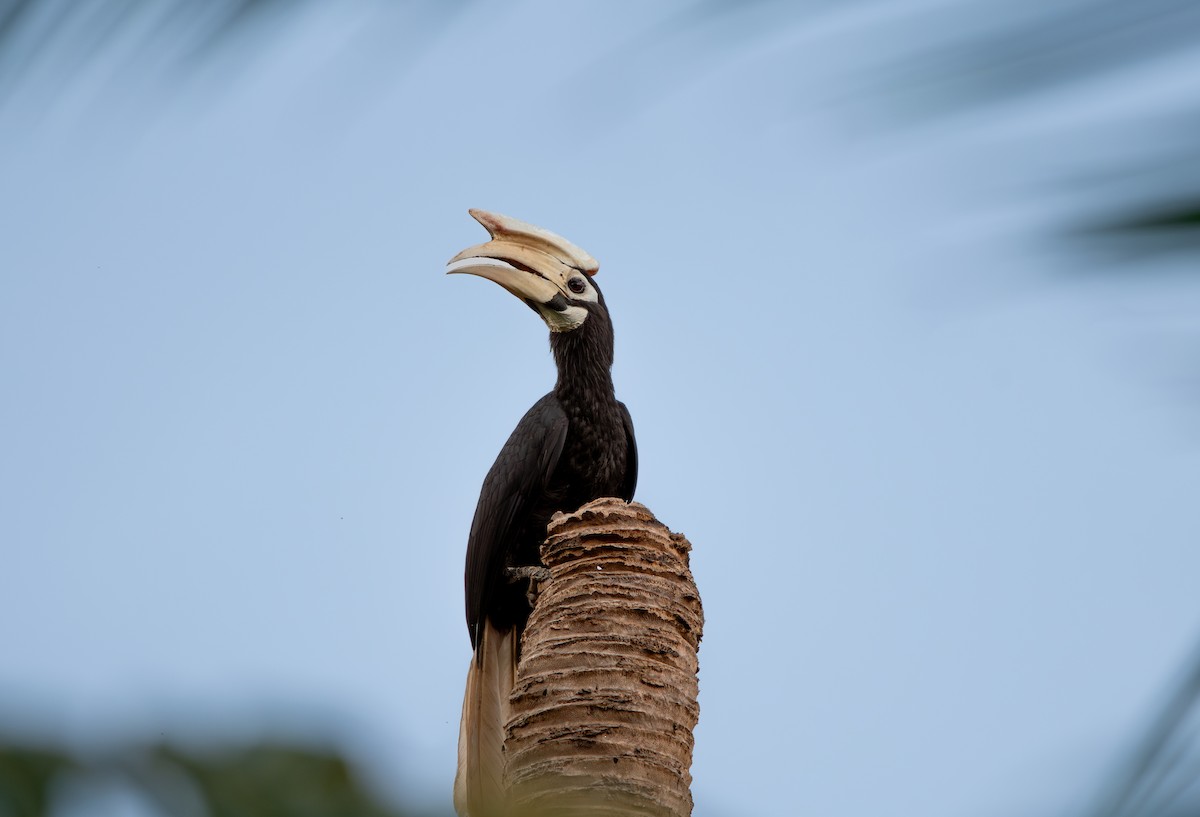 Palawan Hornbill - ML619916784