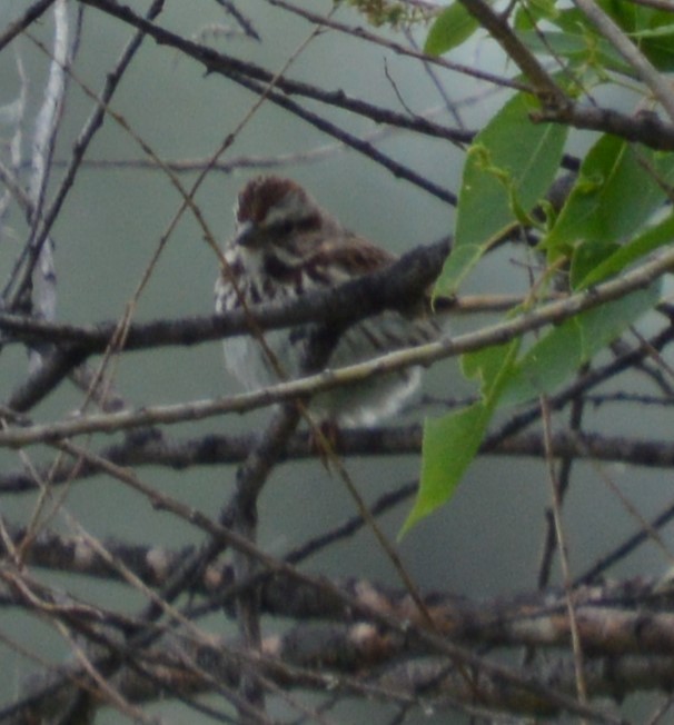 Song Sparrow - ML619916790