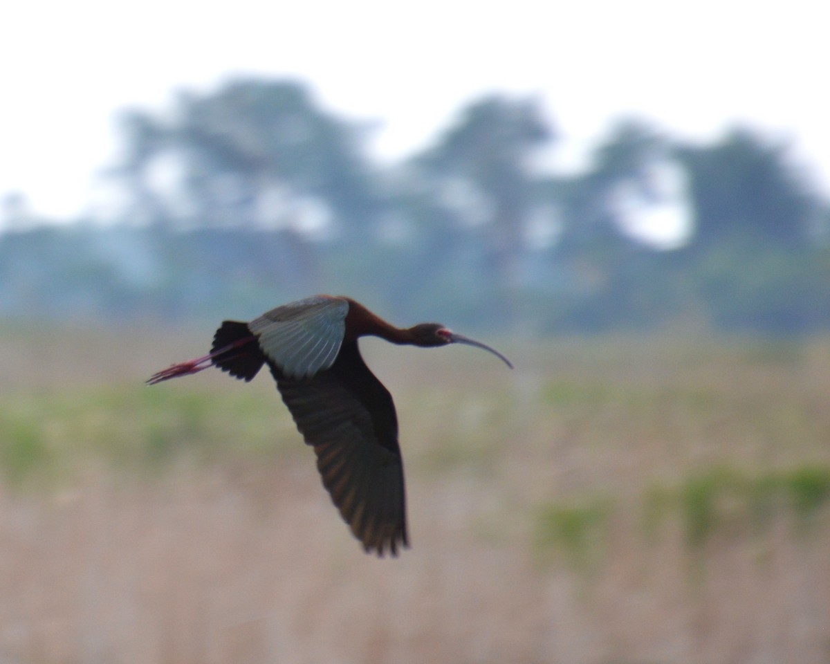 White-faced Ibis - ML619916795