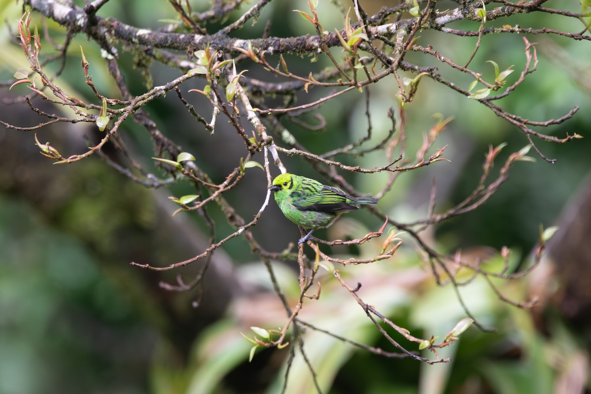 Emerald Tanager - ML619916799