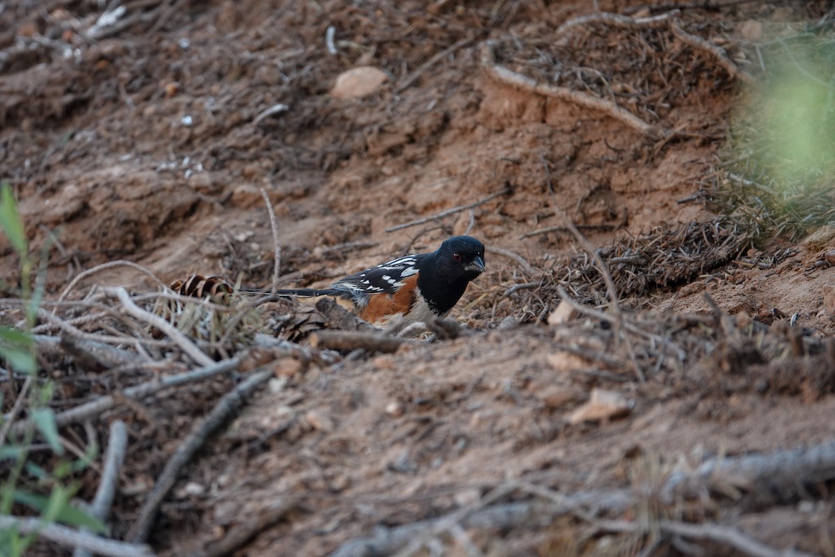 Spotted Towhee - ML619916819