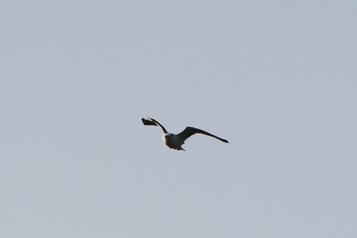 Black-shouldered Kite - ML619916824