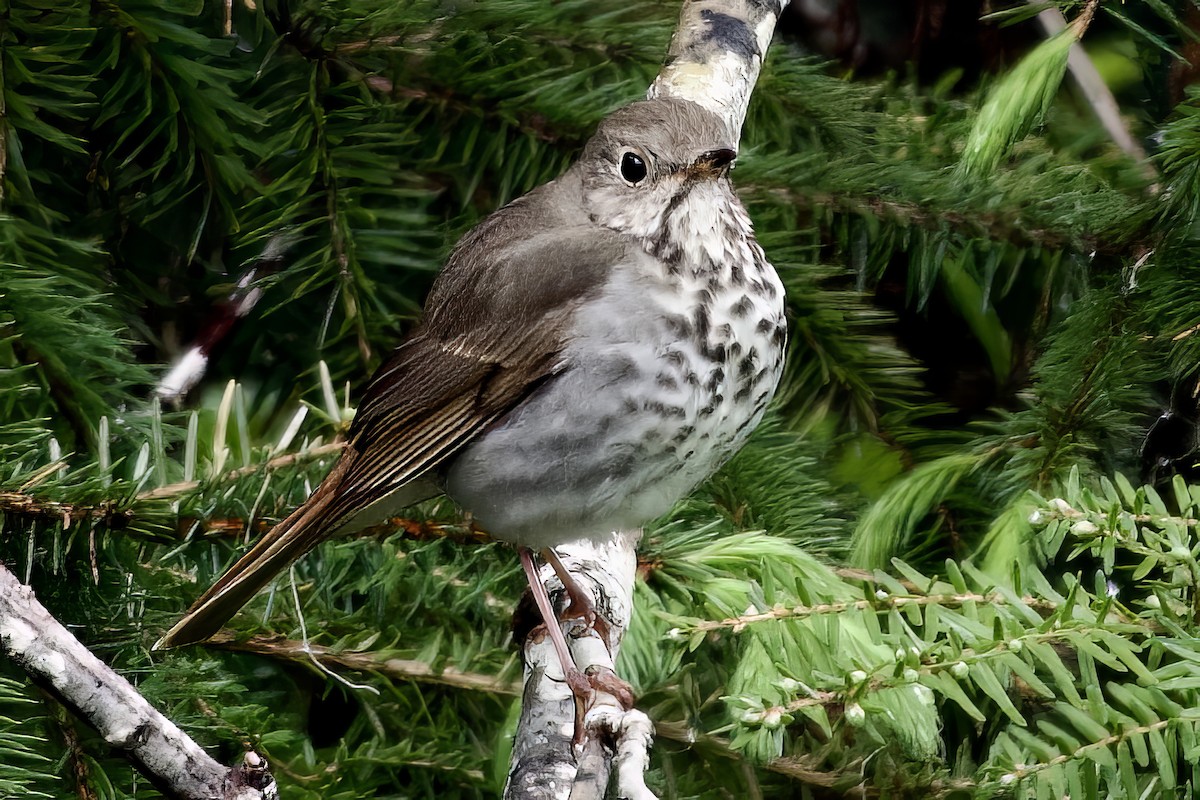 Hermit Thrush - ML619916826