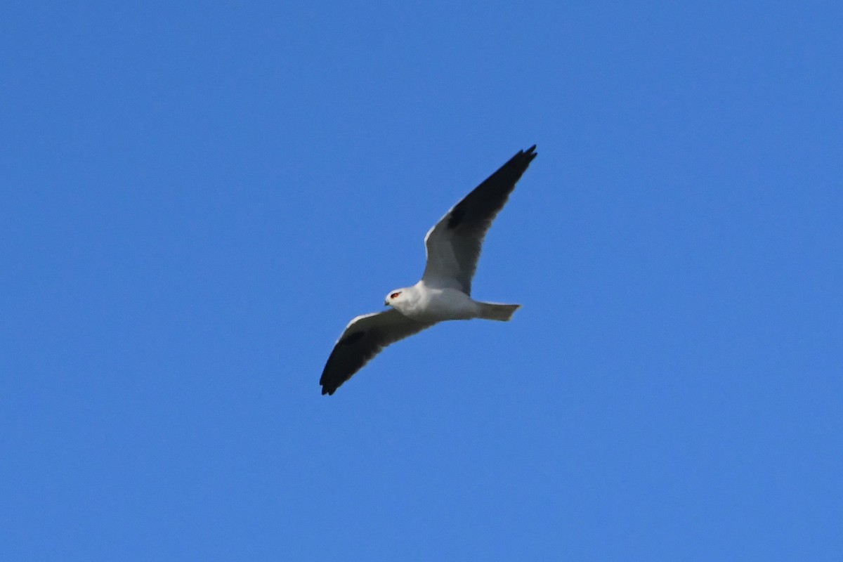Black-shouldered Kite - ML619916830
