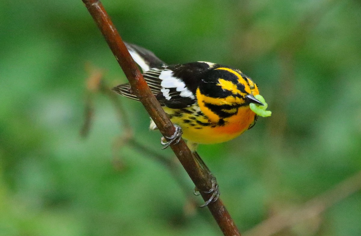 Blackburnian Warbler - ML619916852