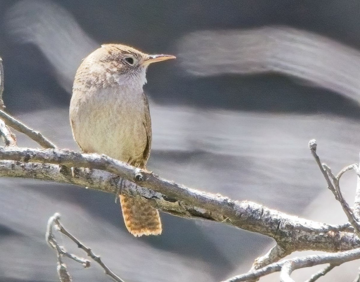 House Wren - ML619916865