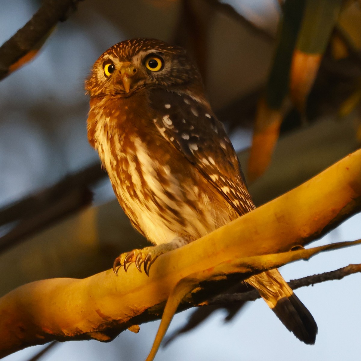 Austral Pygmy-Owl - ML619916871