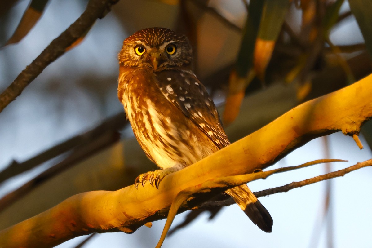 Austral Pygmy-Owl - ML619916872