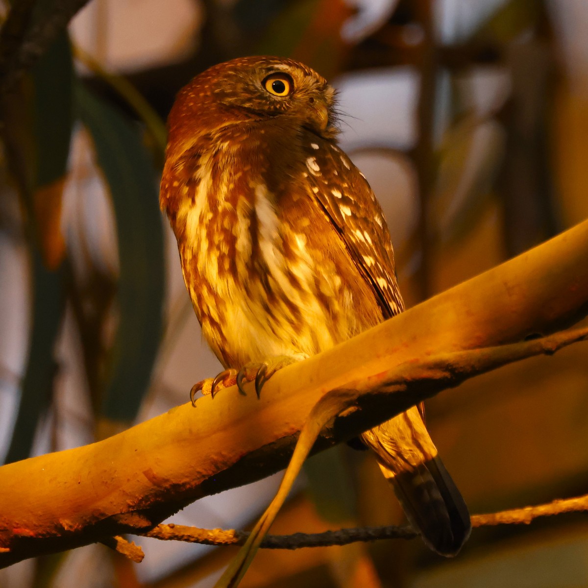 Austral Pygmy-Owl - ML619916873