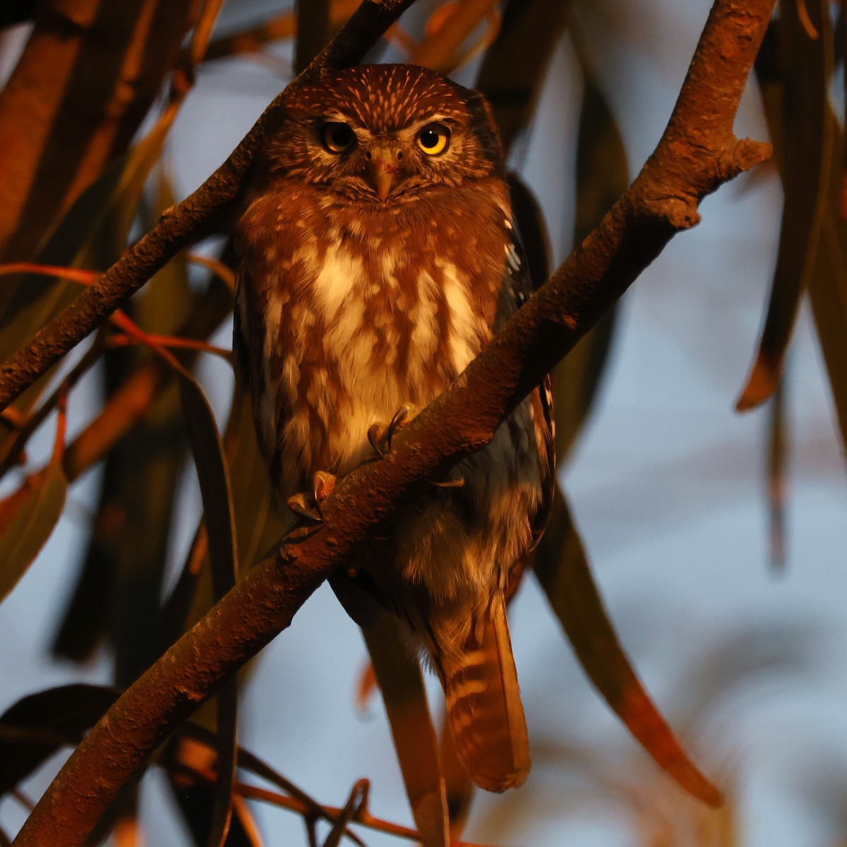 Austral Pygmy-Owl - ML619916874