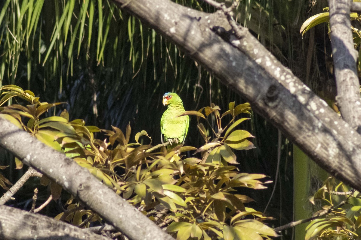 White-fronted Parrot - ML619916882
