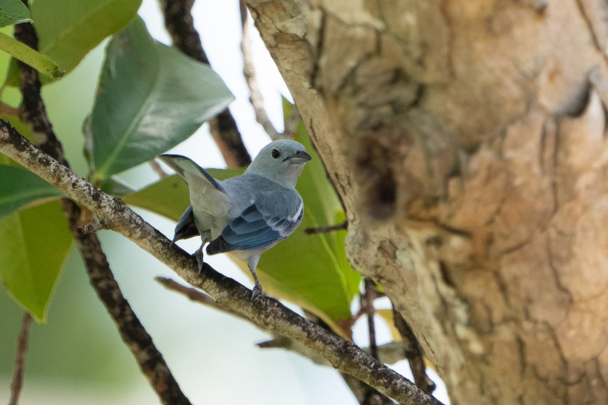 Blue-gray Tanager - ML619916891