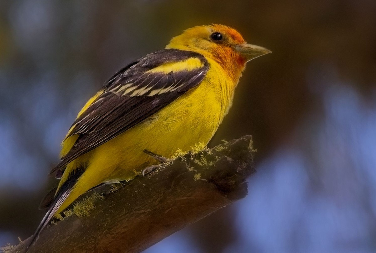 Western Tanager - ML619916892