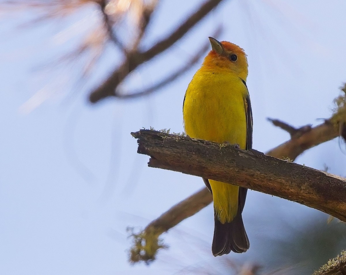Western Tanager - ML619916893