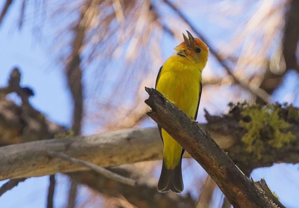 Western Tanager - ML619916894