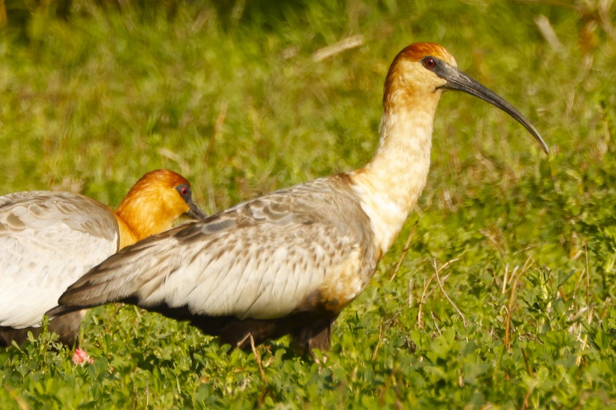 ibis laločnatý - ML619916900