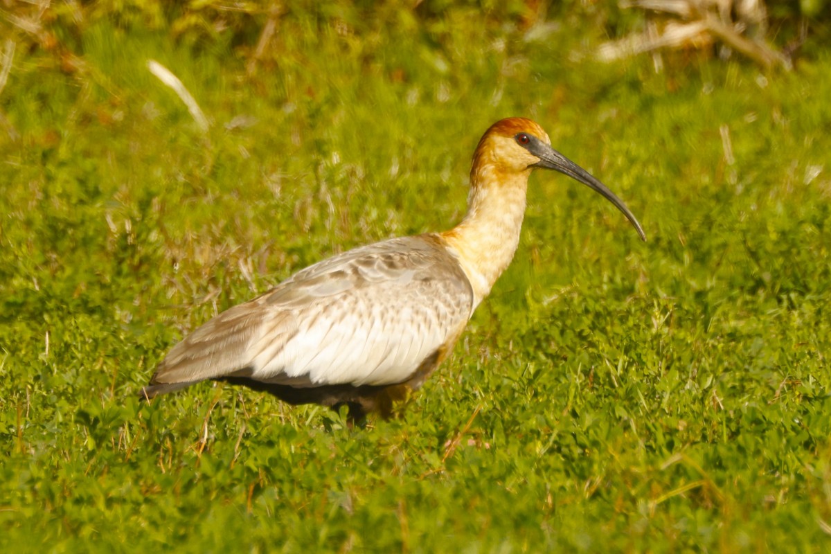 ibis laločnatý - ML619916901