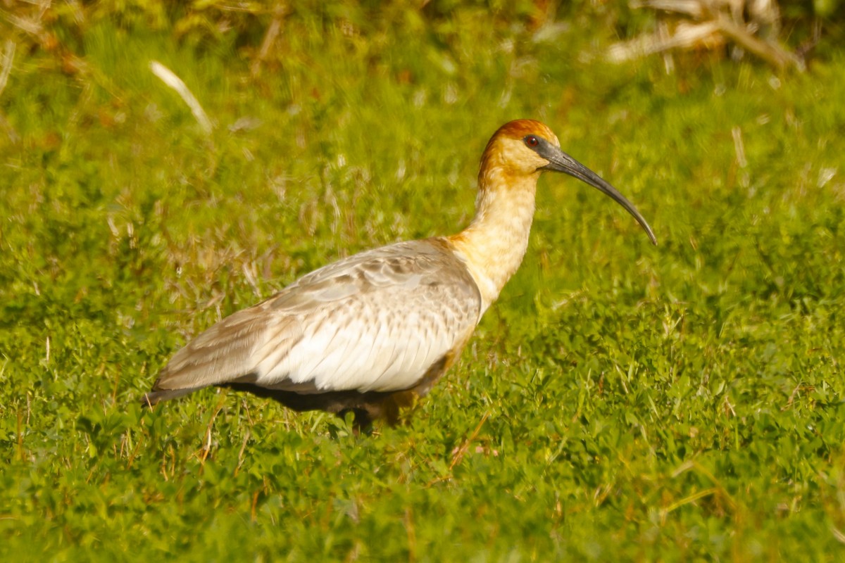 Ibis à face noire - ML619916901