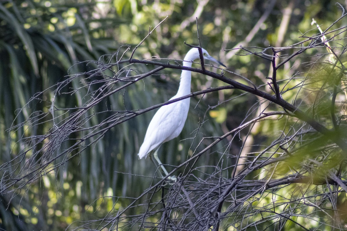 Little Blue Heron - ML619916903