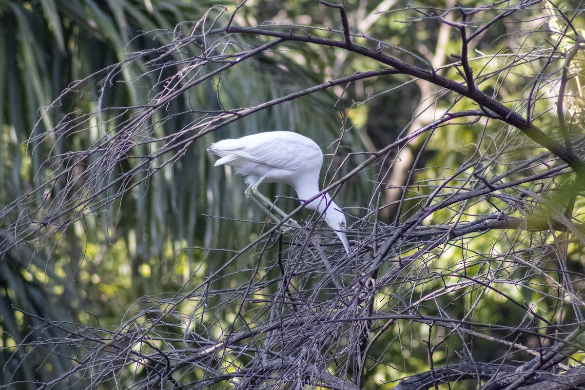 Little Blue Heron - ML619916904