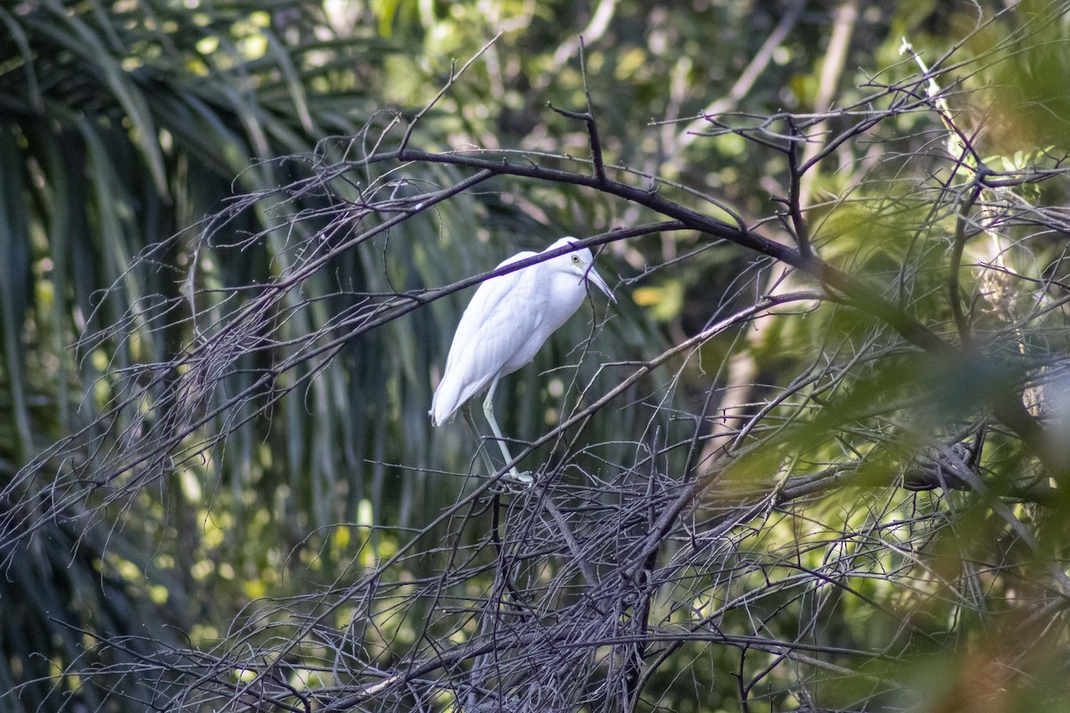 Little Blue Heron - Gustavo Jiménez