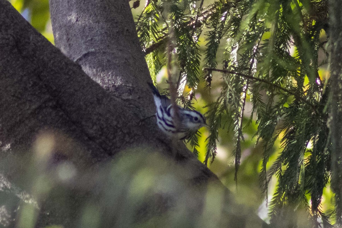Black-and-white Warbler - ML619916912