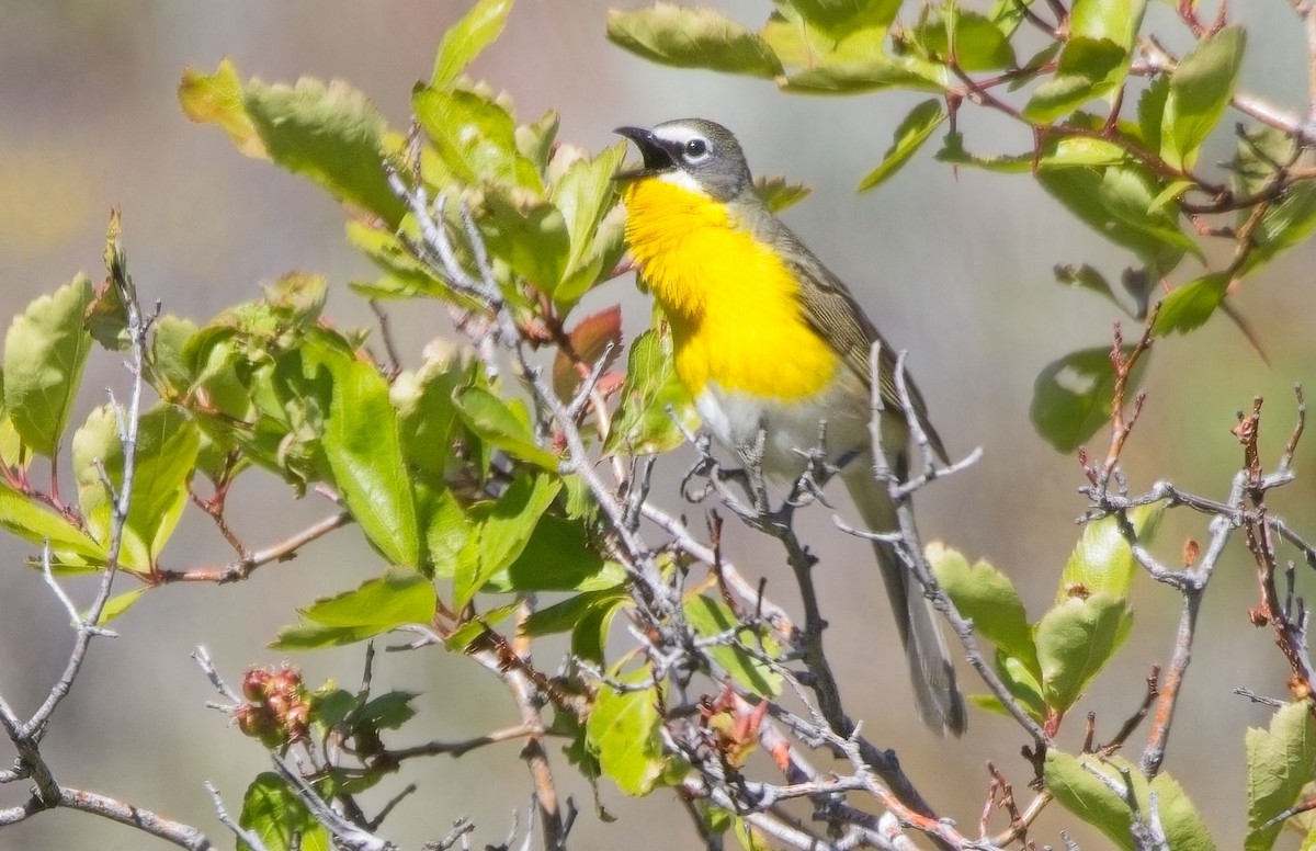 Yellow-breasted Chat - ML619916920
