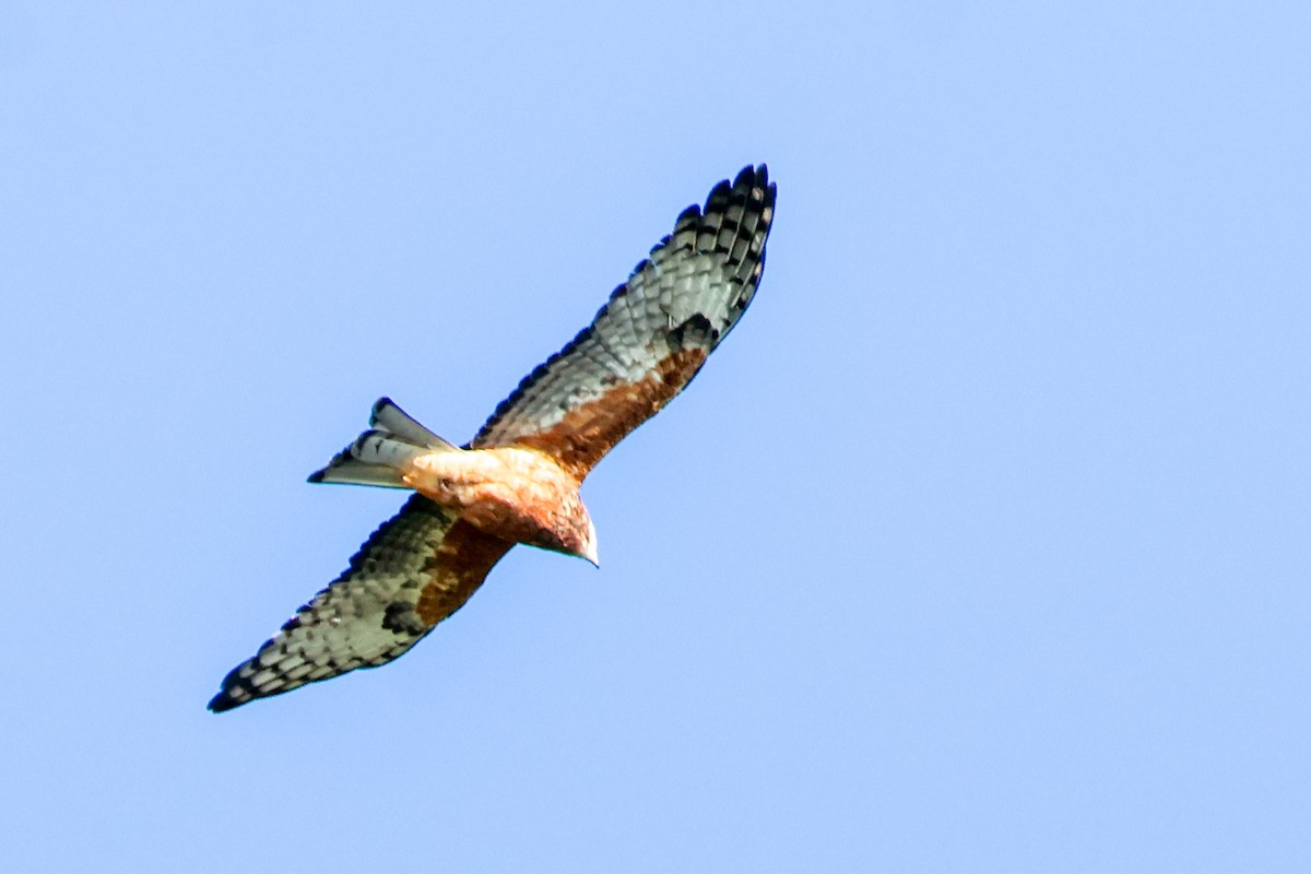 Square-tailed Kite - ML619916934