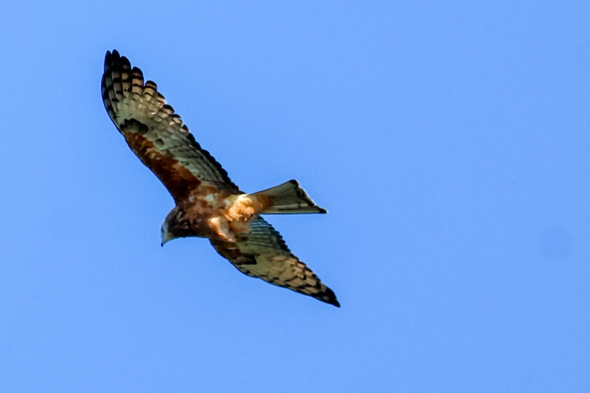 Square-tailed Kite - ML619916935