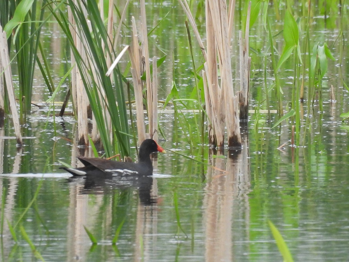 Common Gallinule - ML619916949