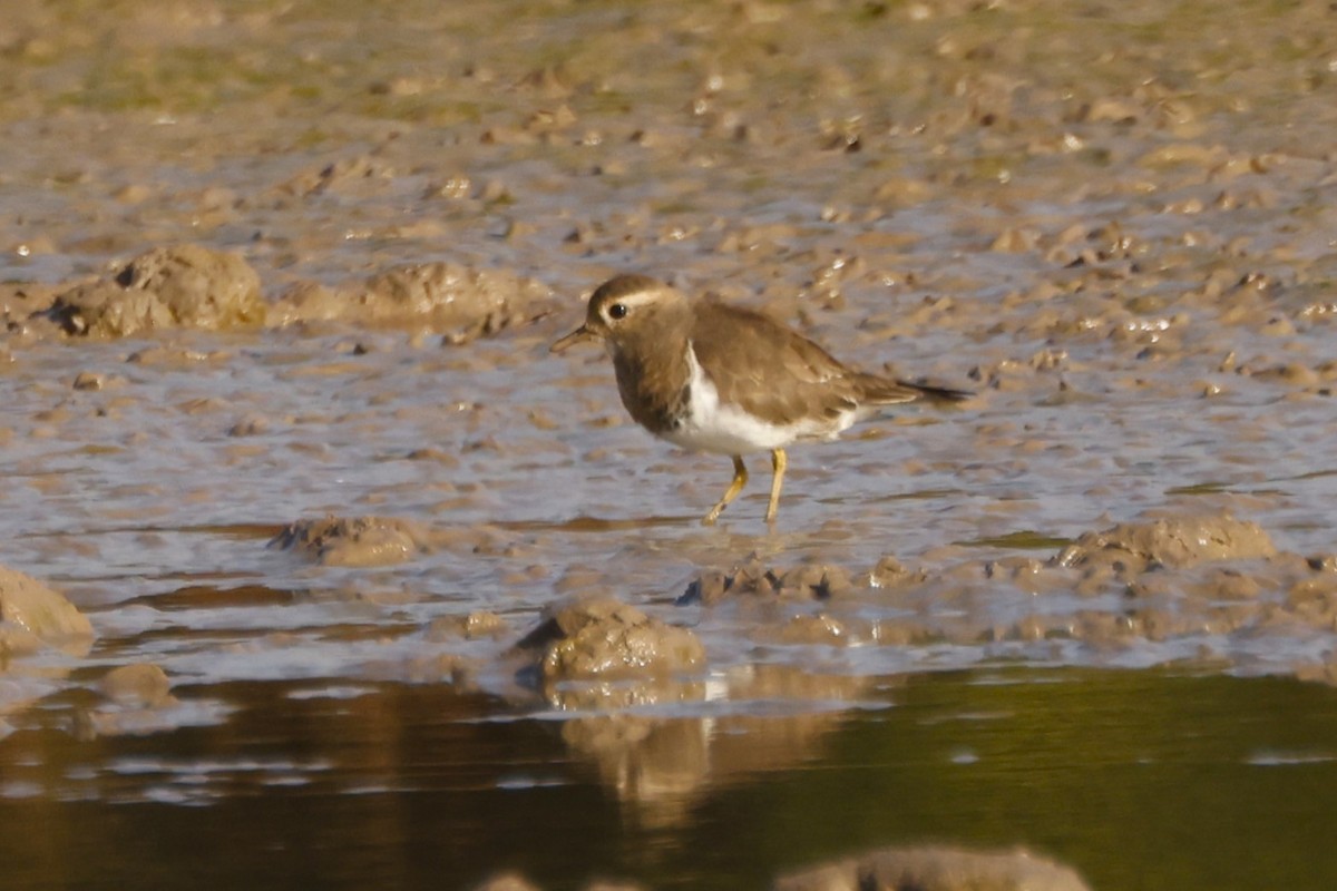 Rufous-chested Dotterel - ML619916958
