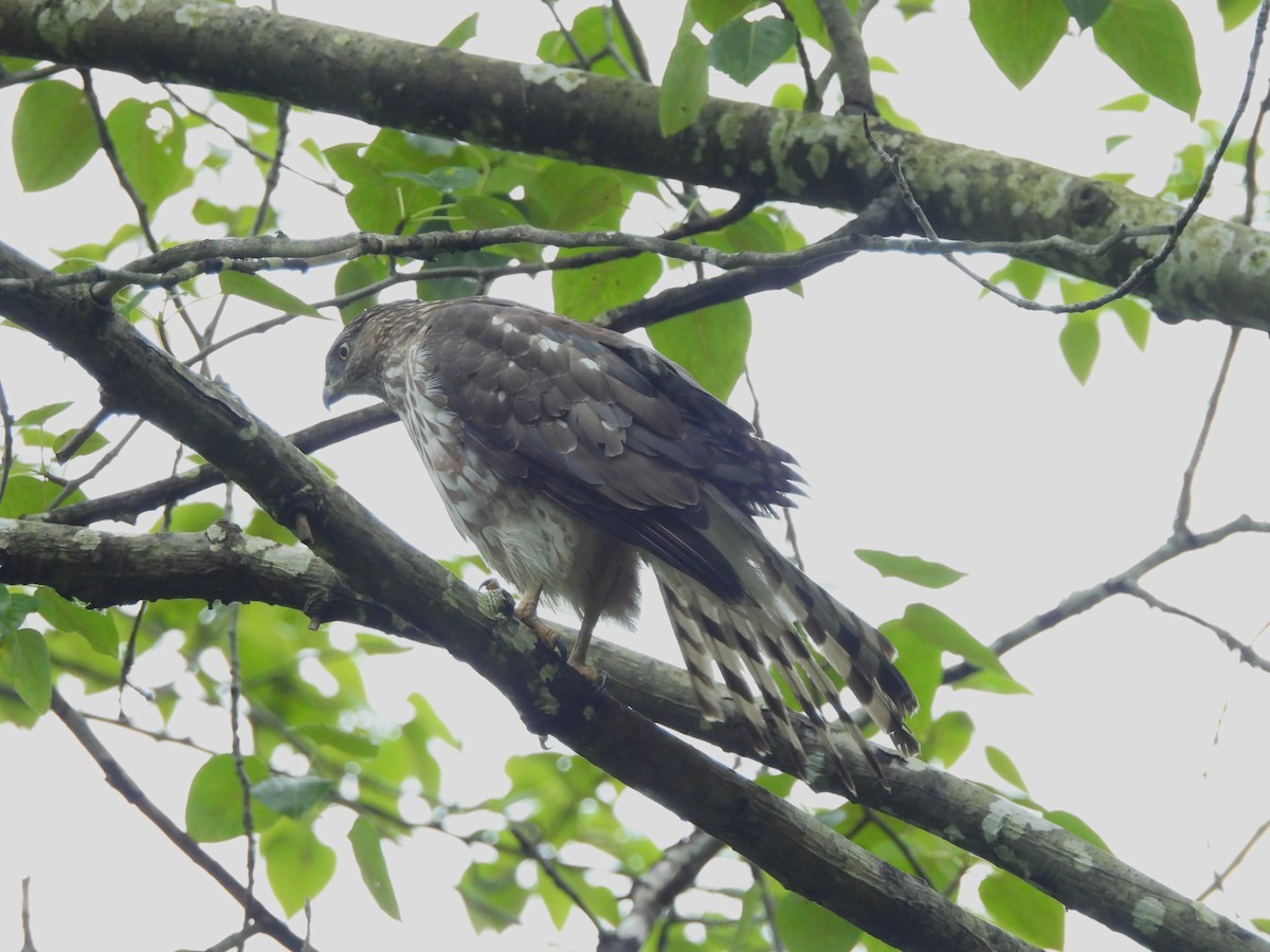 Cooper's Hawk - ML619916966