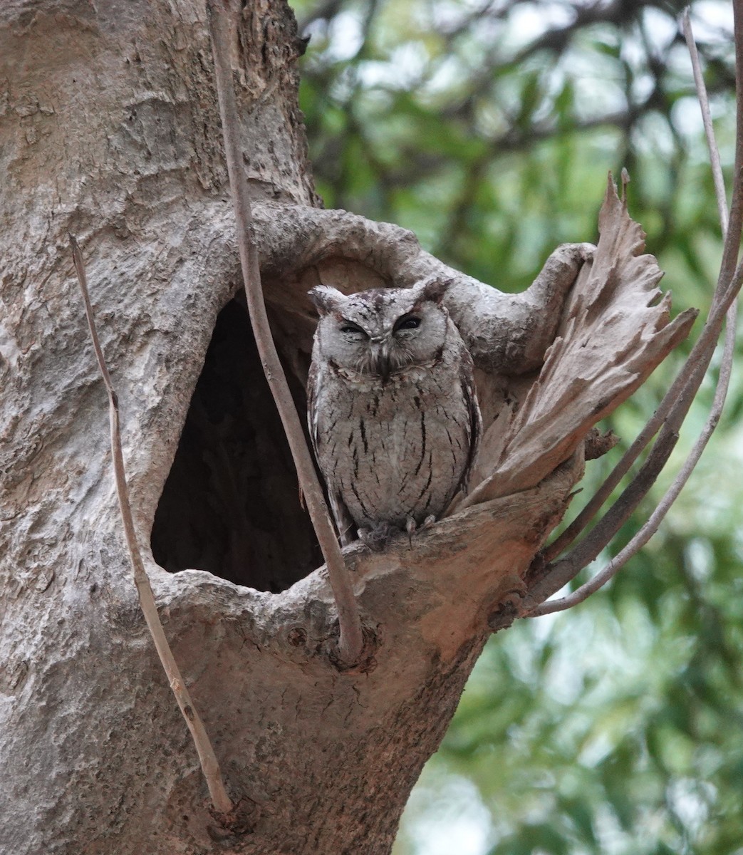 Indian Scops-Owl - ML619916974