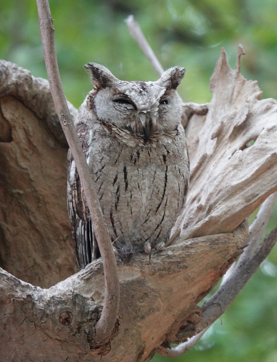 Indian Scops-Owl - ML619916975