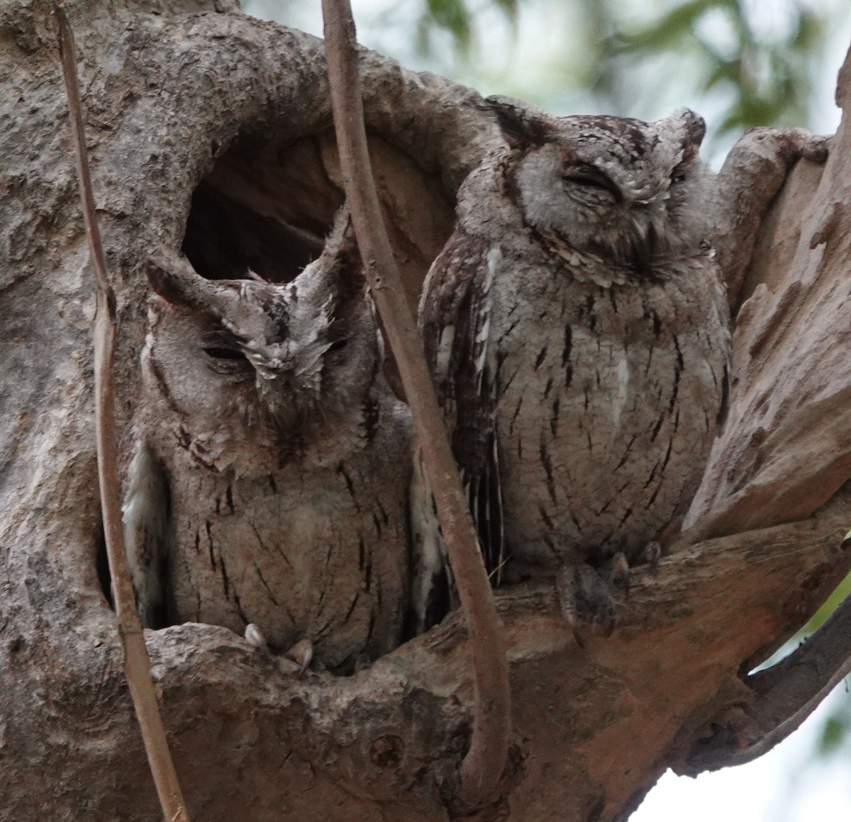 Indian Scops-Owl - ML619916976