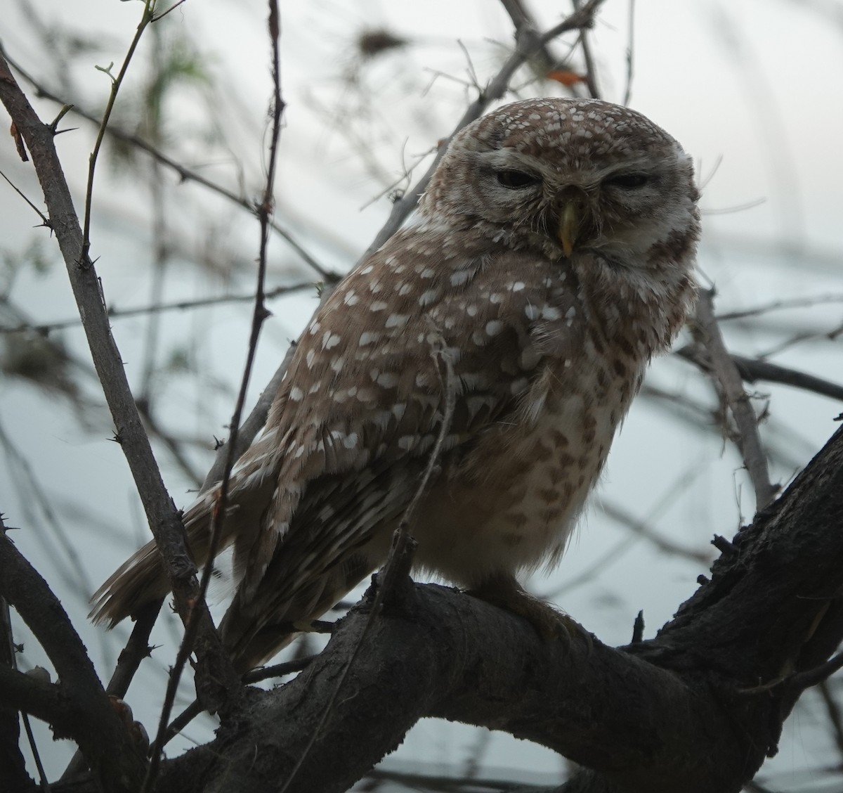 Spotted Owlet - ML619916982