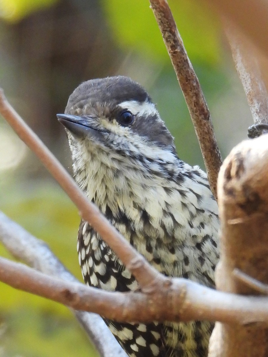 Checkered Woodpecker - ML619916983
