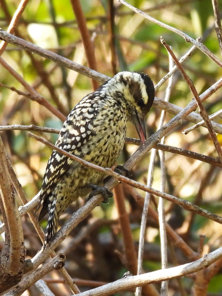Checkered Woodpecker - ML619916984