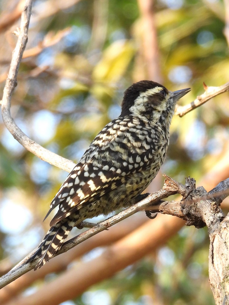 Checkered Woodpecker - ML619916985