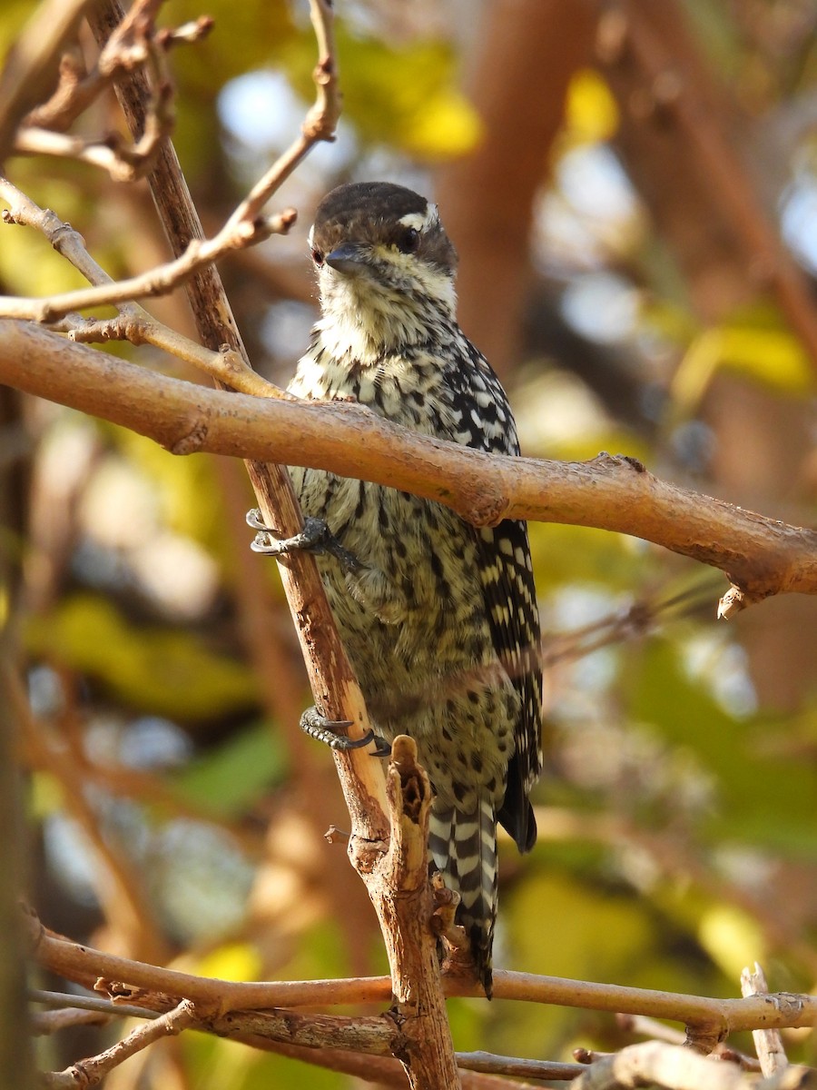 Checkered Woodpecker - ML619916987