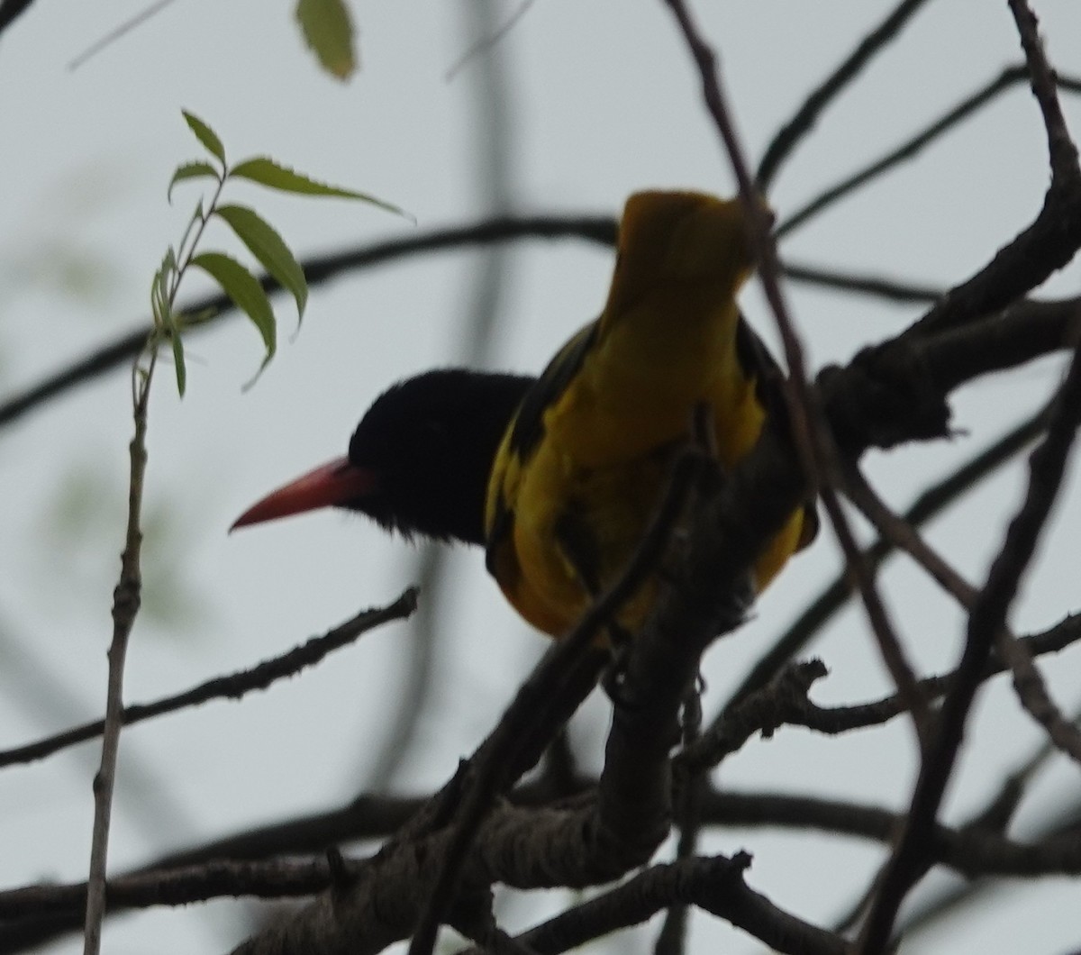 Indian Golden Oriole - ML619916991