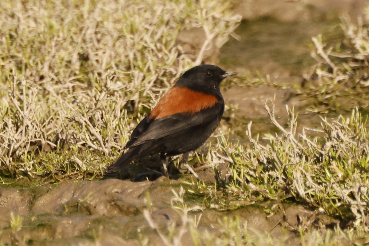 Patagoniensporntyrann - ML619916998